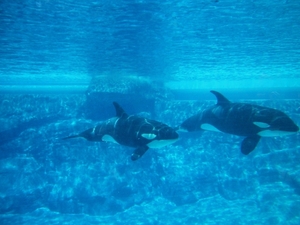 Seaworld San Diego