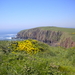 Kliffen en bloemen op Caldey Island