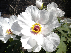 National Botanic Garden