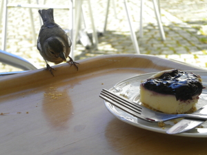 Slimme vogels/National Botanic Garden