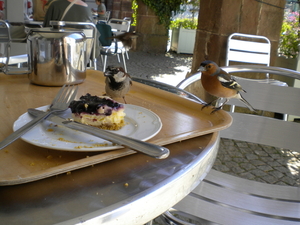 Slimme vogels/National Botanic Garden