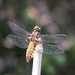 20100602_35