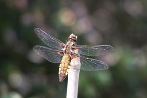 20100602_35