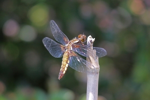 20100602_43