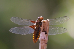 20100602_33