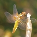 20100604_6