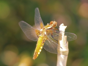 20100604_6