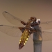 20100602_20