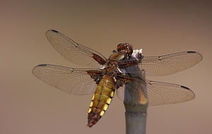 20100602_20