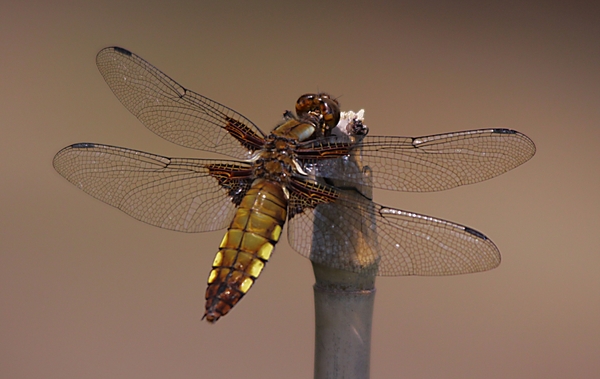 20100602_19