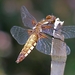 20100602_5