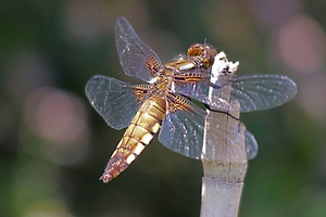 20100602_5
