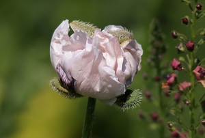 20100617_7