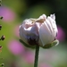 20100617_8