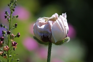 20100617_8