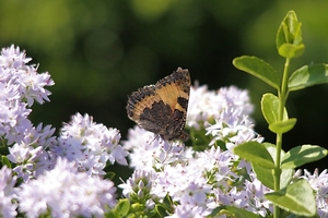 20100617_17