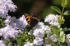 20100617_20