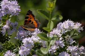 20100617_21