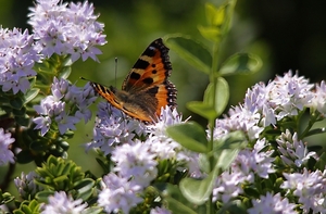 20100617_22