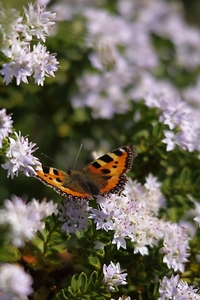 20100617_4
