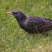 vogels in mijn tuin (1)