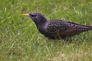 vogels in mijn tuin (1)