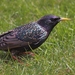 vogels in mijn tuin (2)