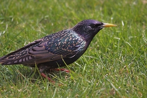 vogels in mijn tuin (2)