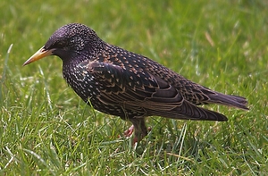 vogels in mijn tuin (3)
