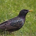 vogels in mijn tuin