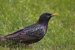 vogels in mijn tuin