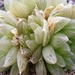 haworthia    cymbiformis . v . tranciens