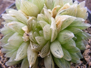 haworthia    cymbiformis . v . tranciens