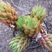 haworthia   coarctata