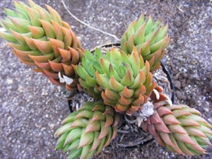 haworthia   coarctata