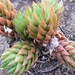 haworthia   coarctata.                                     2