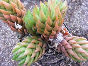 haworthia   coarctata.                                     2