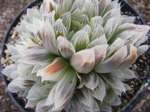 haworthia   cooperi . v . pilifera