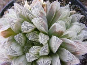 haworthia   cooperi . v . pilifera.                              