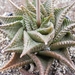 haworthia   cymbiformis