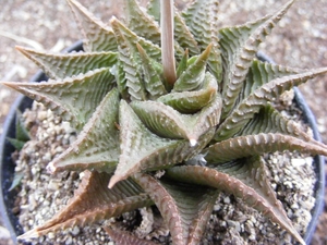 haworthia   cymbiformis