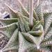 haworthia   cymbiformis.                                         