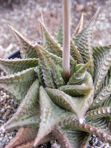 haworthia   cymbiformis.                                         