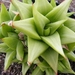 haworthia   viscosa.