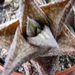 haworthia   viscosa..                                            