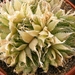 haworthia  arachnoidea