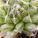 haworthia  arachnoidea.                                          