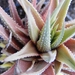 haworthia  attenuata  varigata.                                  