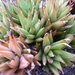 haworthia  augustifolia