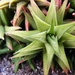 haworthia  augustifolia  . v . liliputana                        